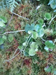 Peperomia hispiduliformis