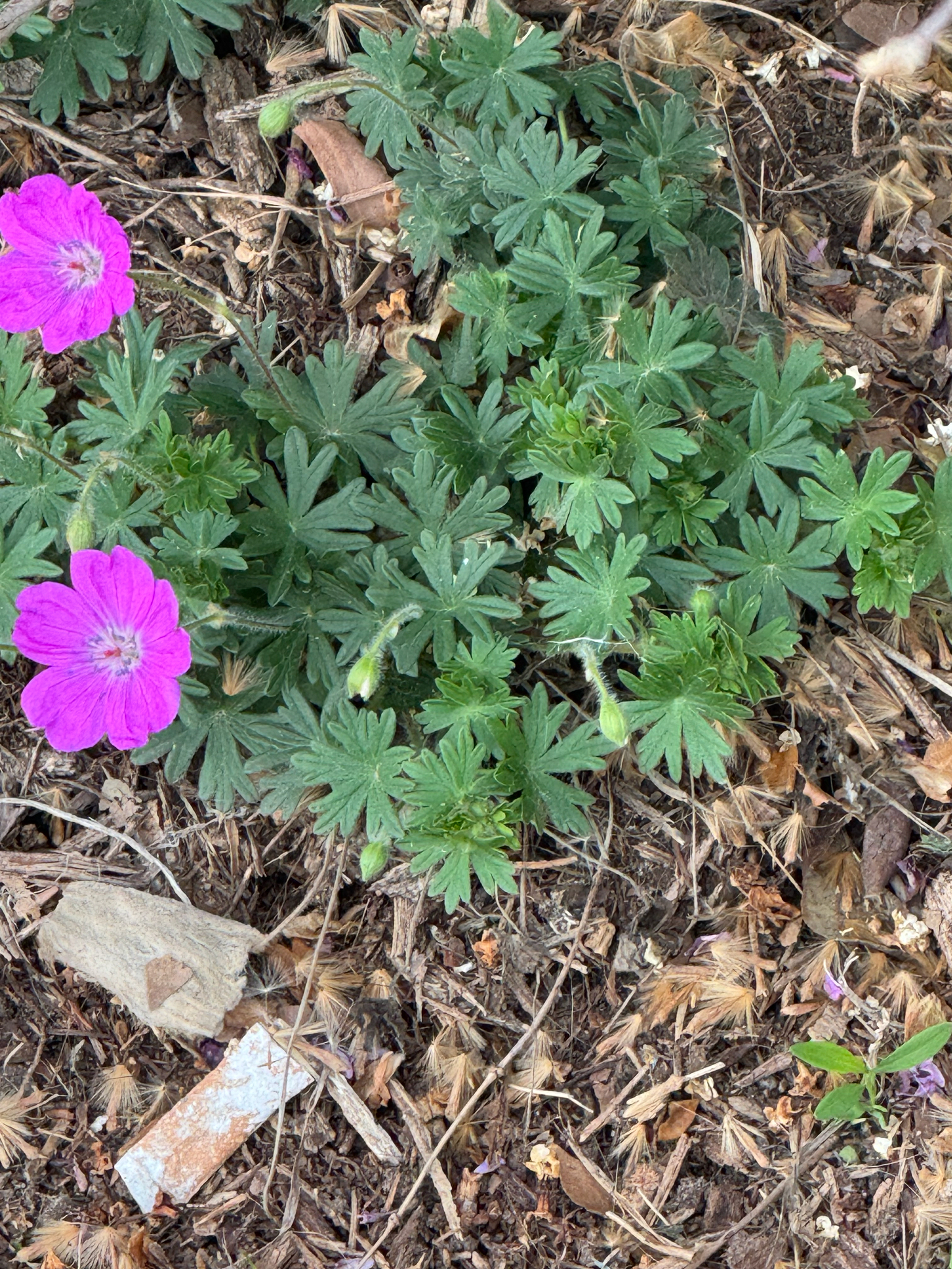 Bloody Crane's-Bill (Geranium sanguineum)