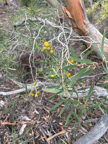 Native apricot