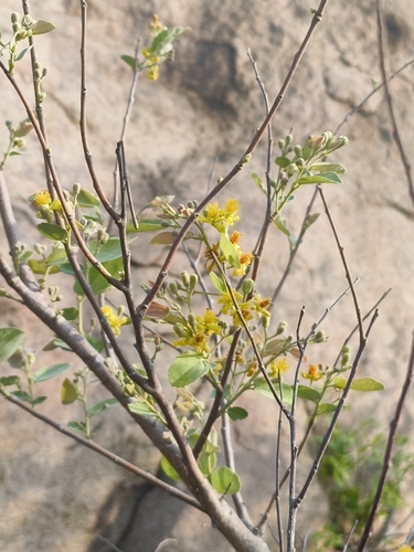 Grewia orbiculata, 2026-04-11