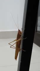 Orthoptera