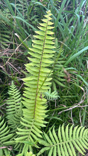 Nephrolepis brownii observed 2026-01-25