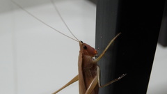 Orthoptera