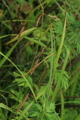 Carex cryptocarpa