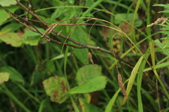 Carex cryptocarpa