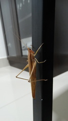 Orthoptera