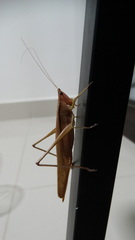 Orthoptera