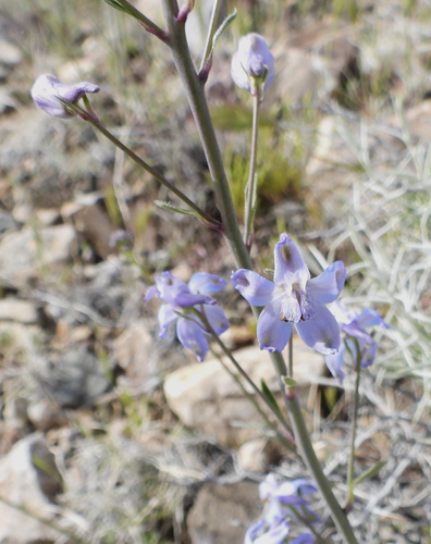desert larkspur (Delphinium parishii)
