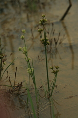 Juncus articulatus limosus