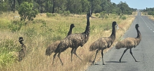 Emu