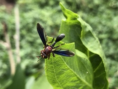 Physocephala floridana