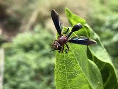Physocephala floridana
