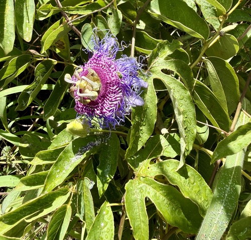 Crato Passionvine (Passiflora cincinnata)