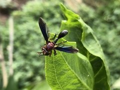 Physocephala floridana