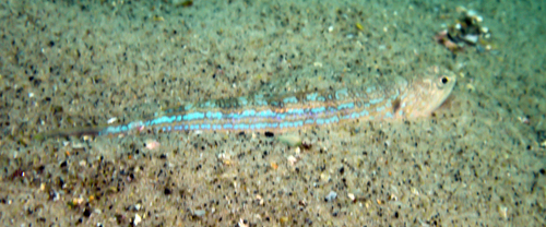 Snakefish (Synodus myops) — Synodontidae