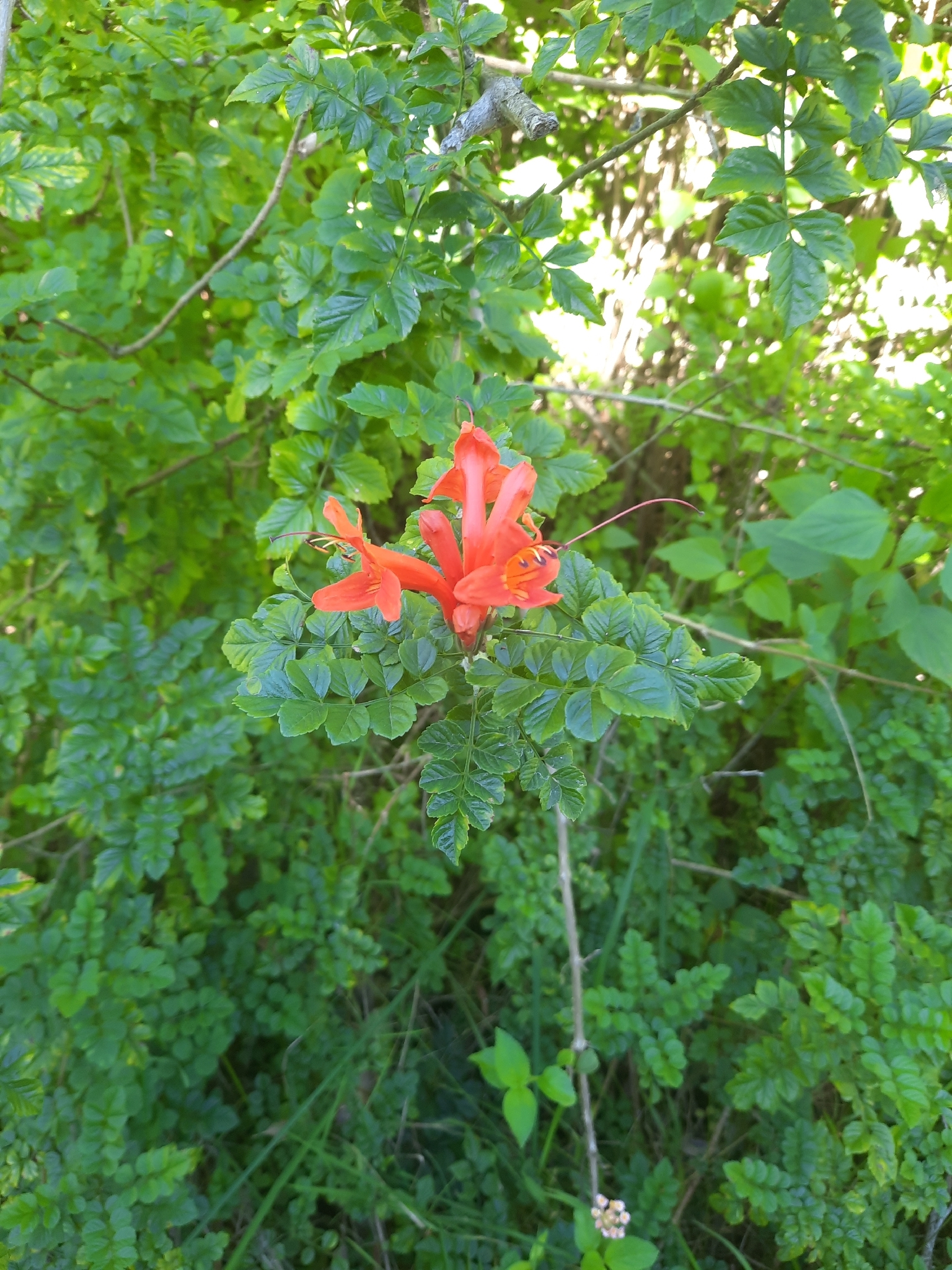 Tecomaria Capensis (Tecomaria capensis)