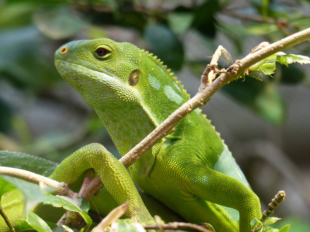 Fiji Banded Iguana