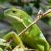 Lau Banded Iguana - Photo (c) Chriest, some rights reserved (CC BY-NC-SA)