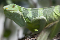 Fiji Banded Iguana photo 2