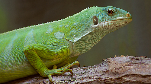 Lau Banded Iguana
