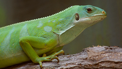 Fiji Banded Iguana photo 3