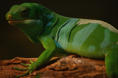 Fiji Banded Iguana photo 4