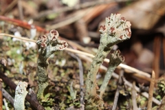 Cladonia mateocyatha