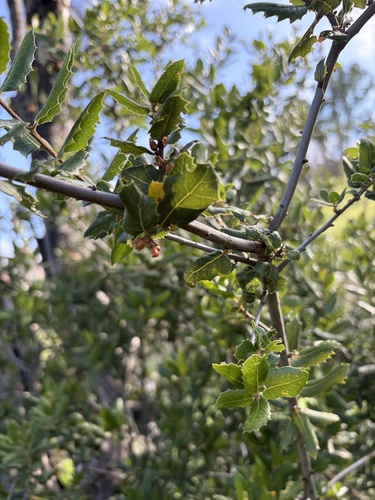 interior live oak (Quercus wislizeni)