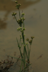 Juncus articulatus limosus