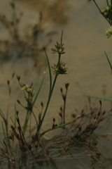 Juncus articulatus limosus