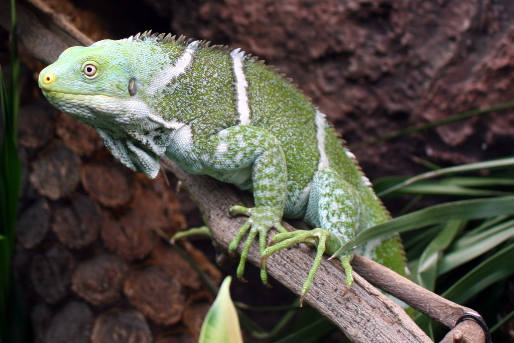 Fiji Crested Iguana
