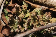 Cladonia mateocyatha
