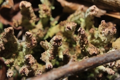 Cladonia mateocyatha