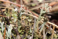 Cladonia mateocyatha