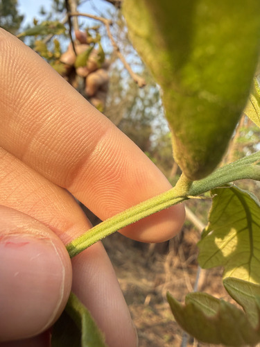 Boynton Sand Post Oak (Quercus boyntonii)