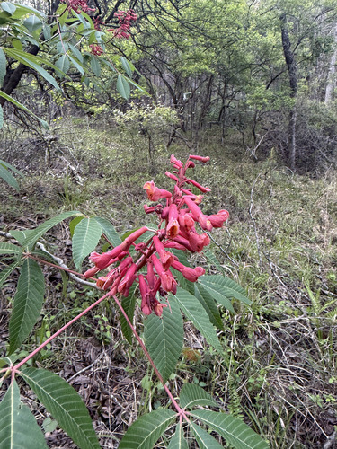 Red Buckeye (Aesculus pavia)