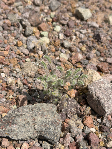 narrow-leaved cryptantha (Johnstonella angustifolia)