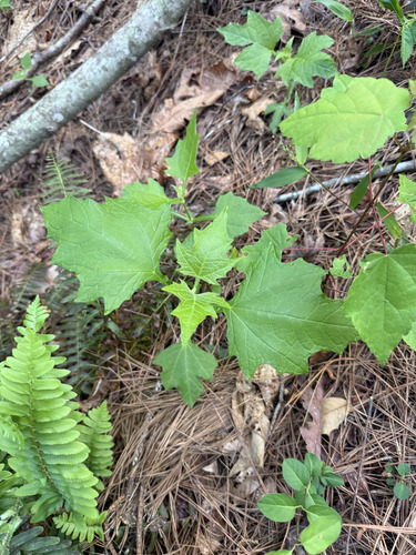 bear's foot (Smallanthus uvedalia)