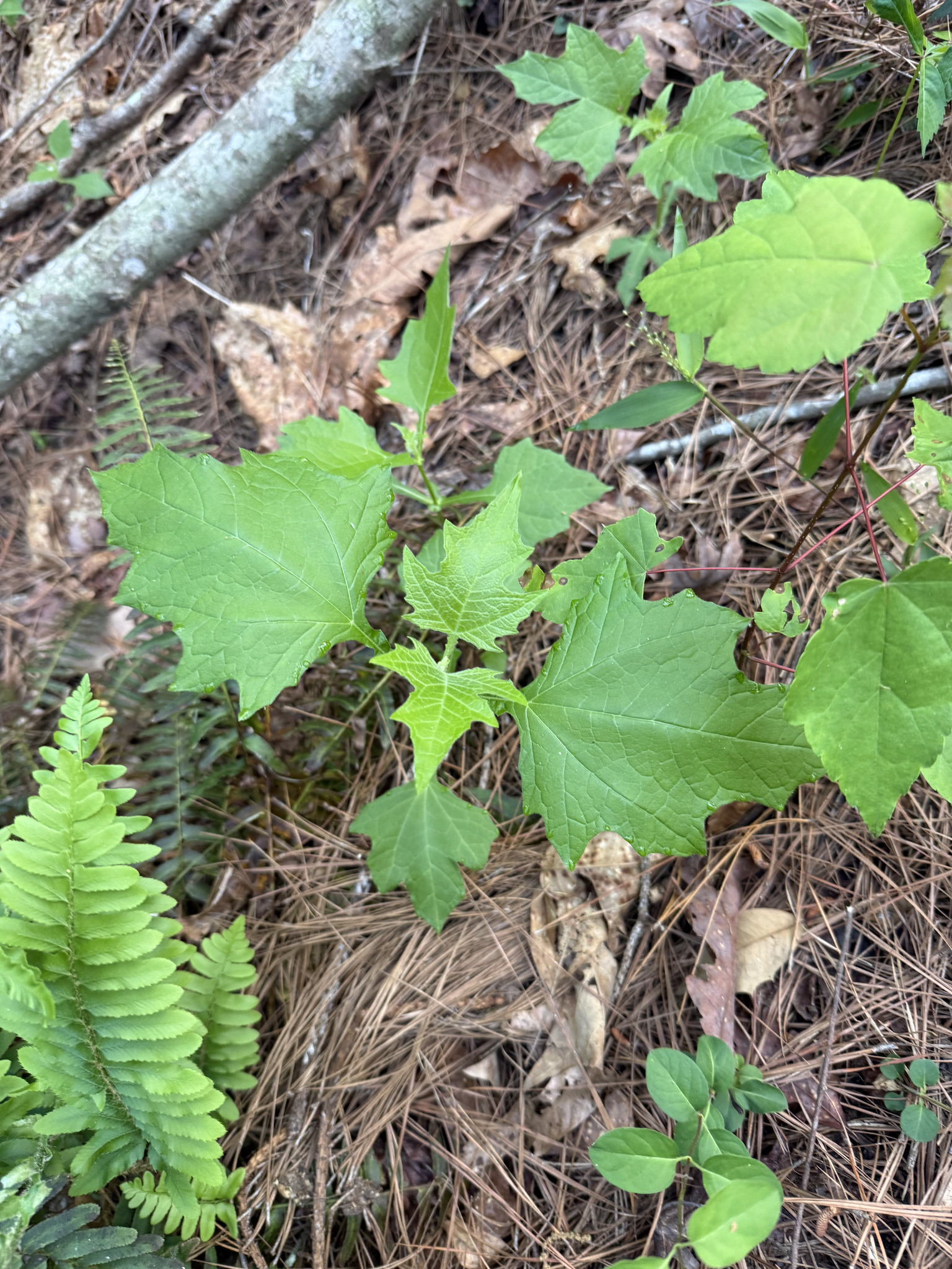 Bear's Foot (Smallanthus uvedalia)