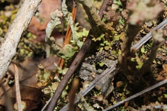 Cladonia mateocyatha