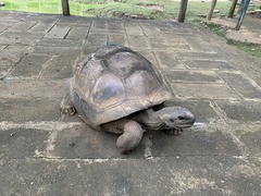 Aldabrachelys gigantea