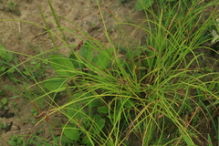 Carex laevissima