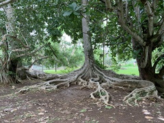 Ficus
