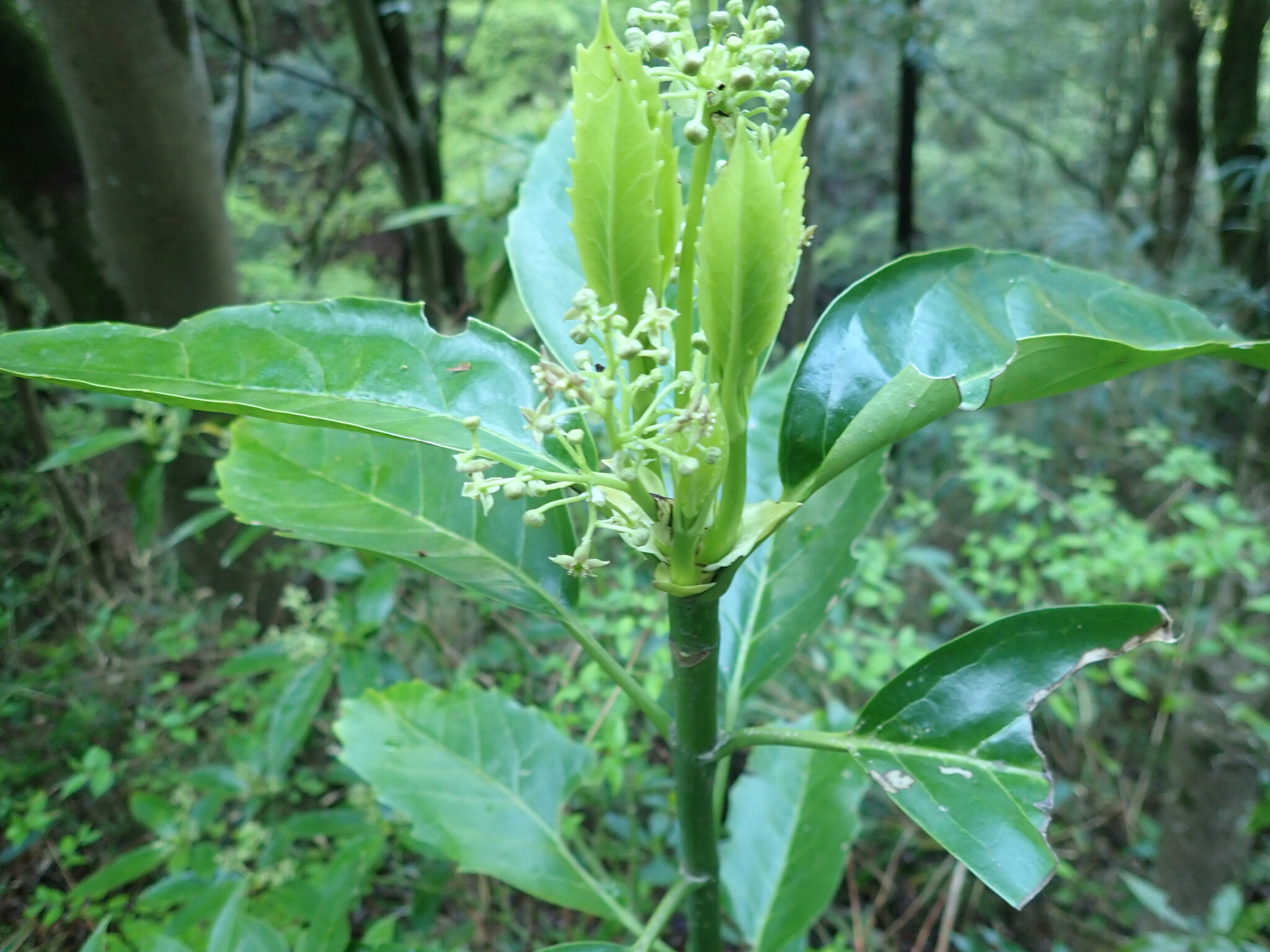 Japanese Aucuba (Aucuba japonica)