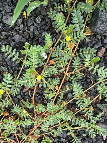 Tribulus terrestris observed 2026-04-10