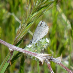 Celastrina echo