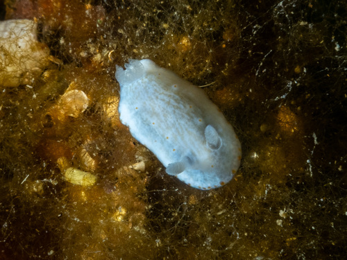 Goniobranchus epicurius