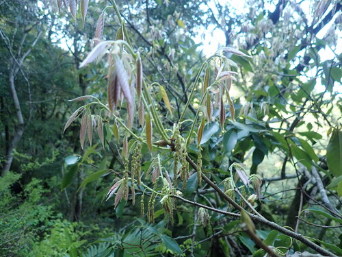 Ring-Cup Oak (Quercus glauca)