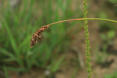 Carex laevissima