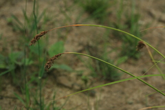 Carex laevissima